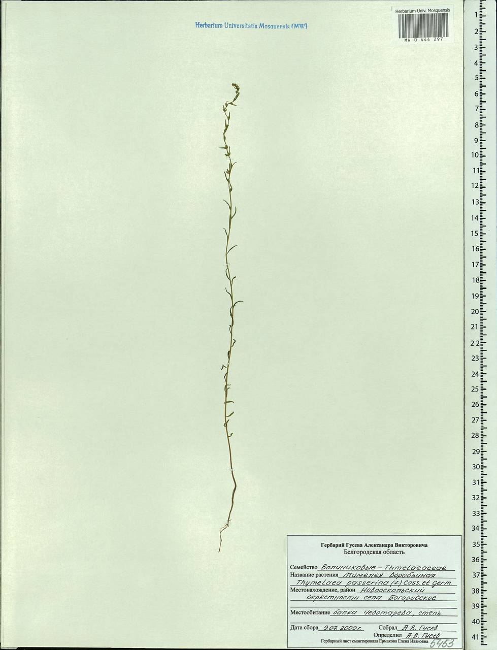 Thymelaea passerina (L.) Coss. & Germ., Eastern Europe, Central forest-and-steppe region (E6) (Russia)