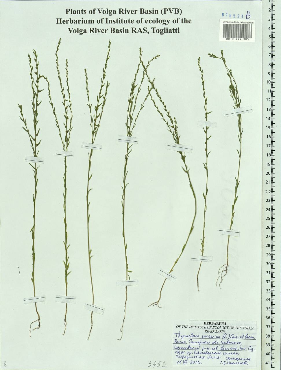 Thymelaea passerina (L.) Coss. & Germ., Eastern Europe, Middle Volga region (E8) (Russia)