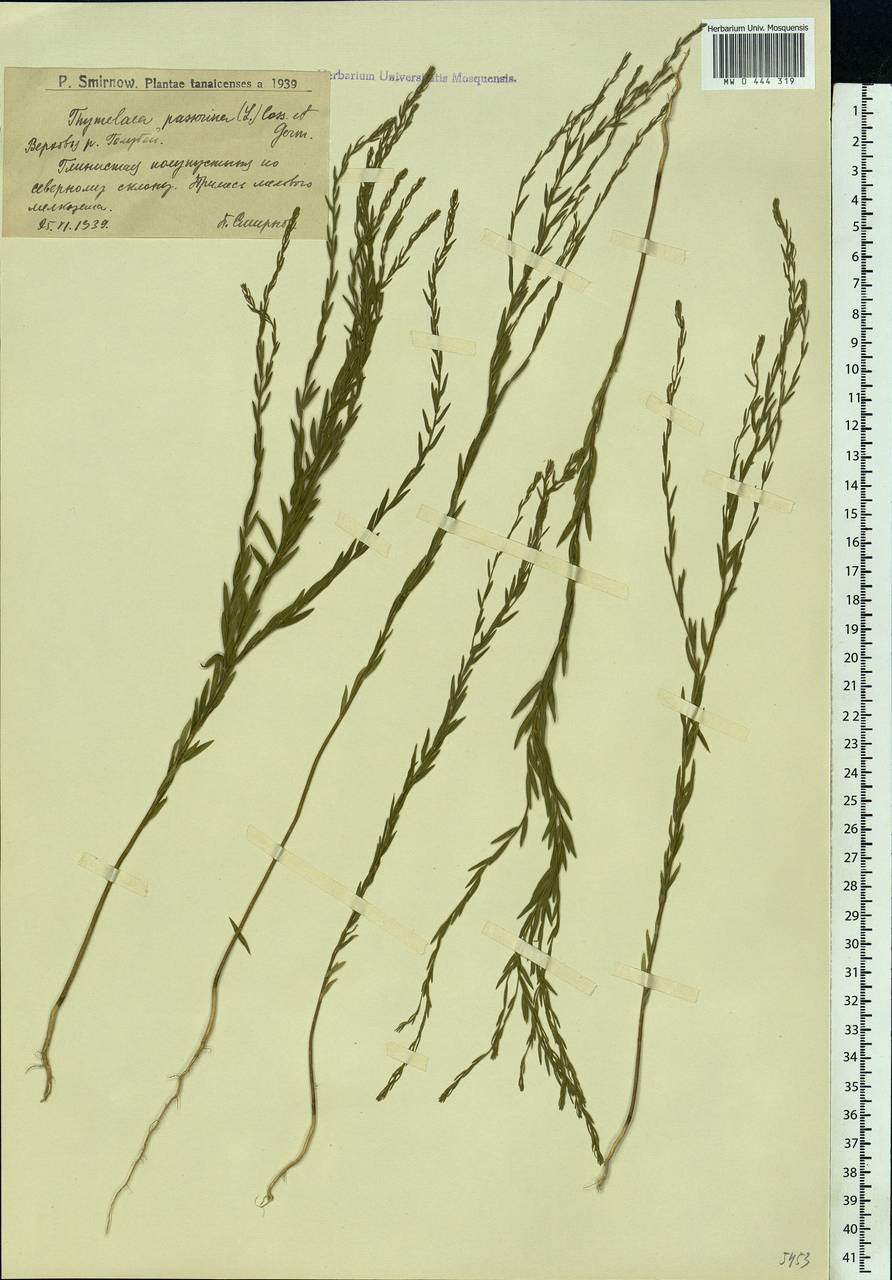 Thymelaea passerina (L.) Coss. & Germ., Eastern Europe, Lower Volga region (E9) (Russia)