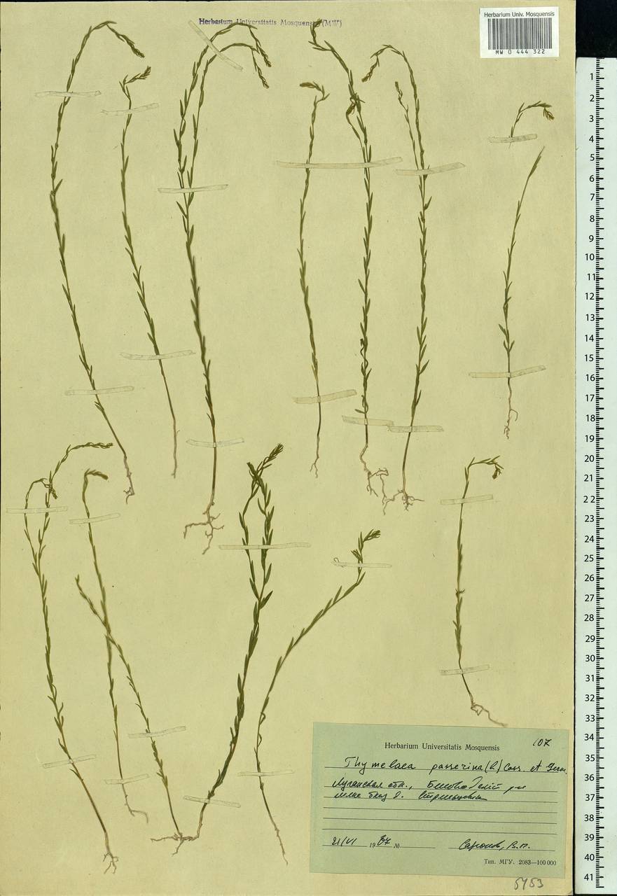 Thymelaea passerina (L.) Coss. & Germ., Eastern Europe, North Ukrainian region (E11) (Ukraine)