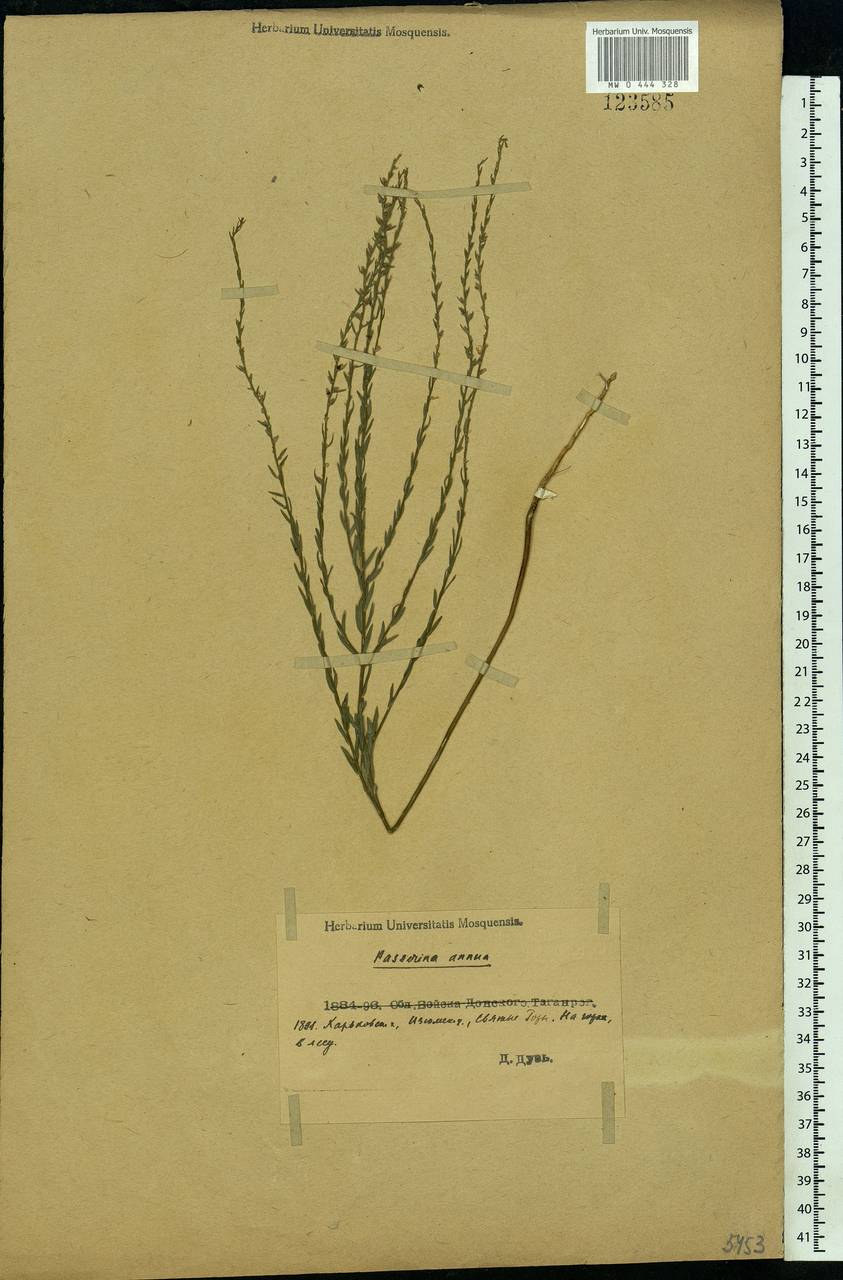 Thymelaea passerina (L.) Coss. & Germ., Eastern Europe, North Ukrainian region (E11) (Ukraine)