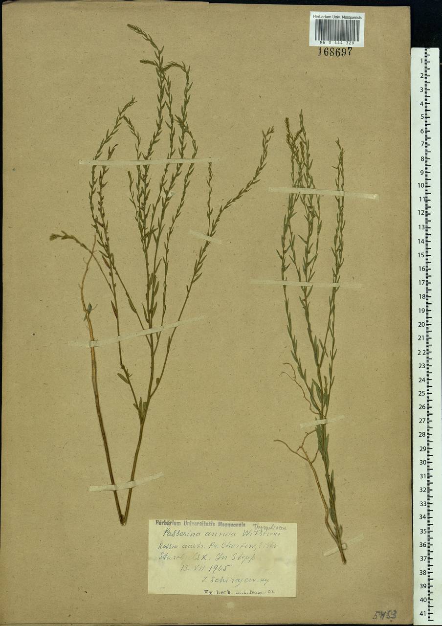 Thymelaea passerina (L.) Coss. & Germ., Eastern Europe, North Ukrainian region (E11) (Ukraine)