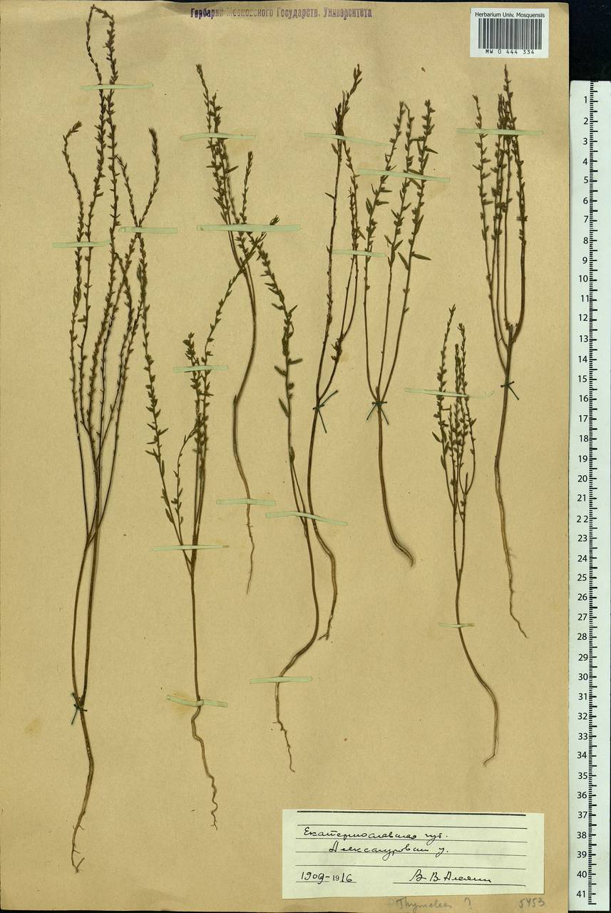 Thymelaea passerina (L.) Coss. & Germ., Eastern Europe, South Ukrainian region (E12) (Ukraine)