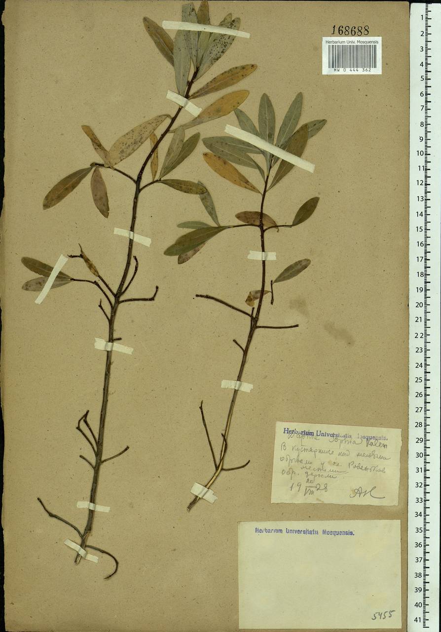 Daphne altaica Pall., Eastern Europe, Central forest-and-steppe region (E6) (Russia)