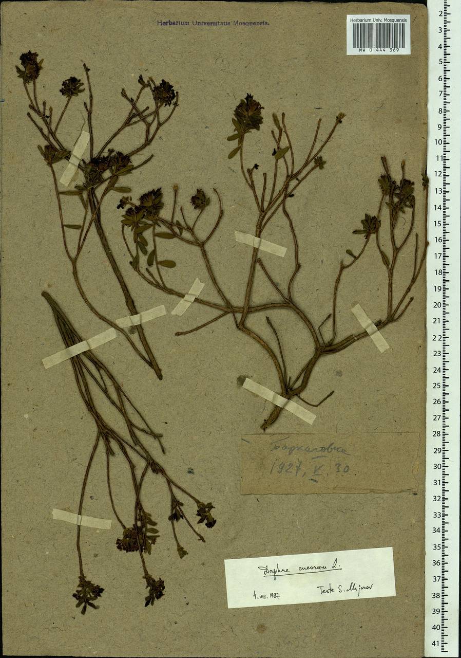 Daphne cneorum L., Eastern Europe, Central forest-and-steppe region (E6) (Russia)