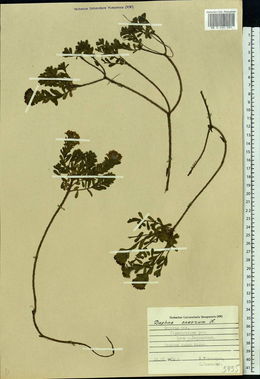 Daphne cneorum L., Eastern Europe, Central forest-and-steppe region (E6) (Russia)