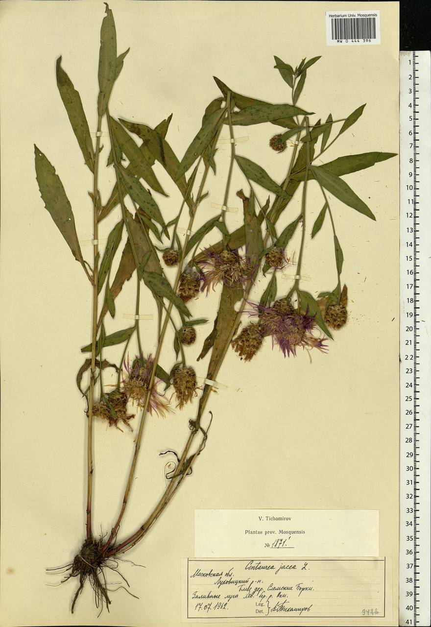 Centaurea jacea L., Eastern Europe, Moscow region (E4a) (Russia)