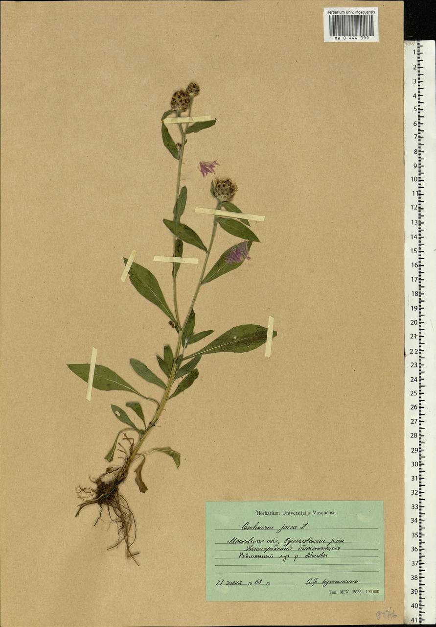 Centaurea jacea L., Eastern Europe, Moscow region (E4a) (Russia)