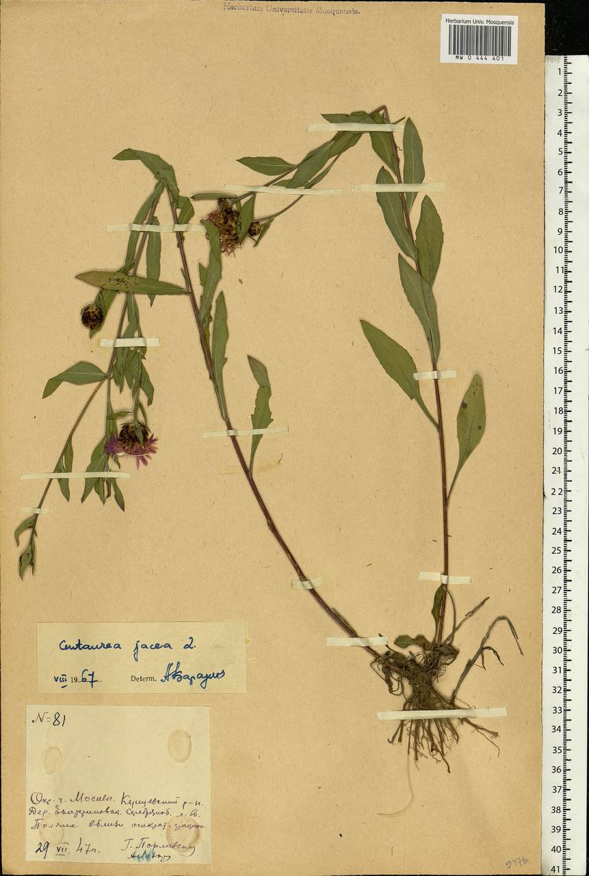 Centaurea jacea L., Eastern Europe, Moscow region (E4a) (Russia)