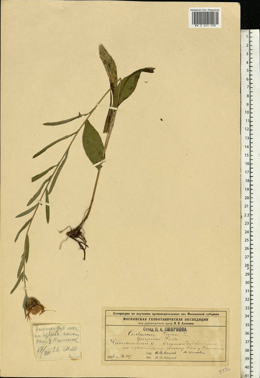 Centaurea jacea L., Eastern Europe, Moscow region (E4a) (Russia)