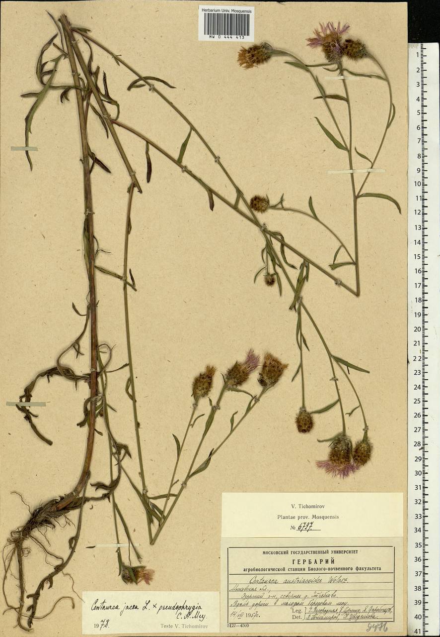 Centaurea jacea L., Eastern Europe, Moscow region (E4a) (Russia)