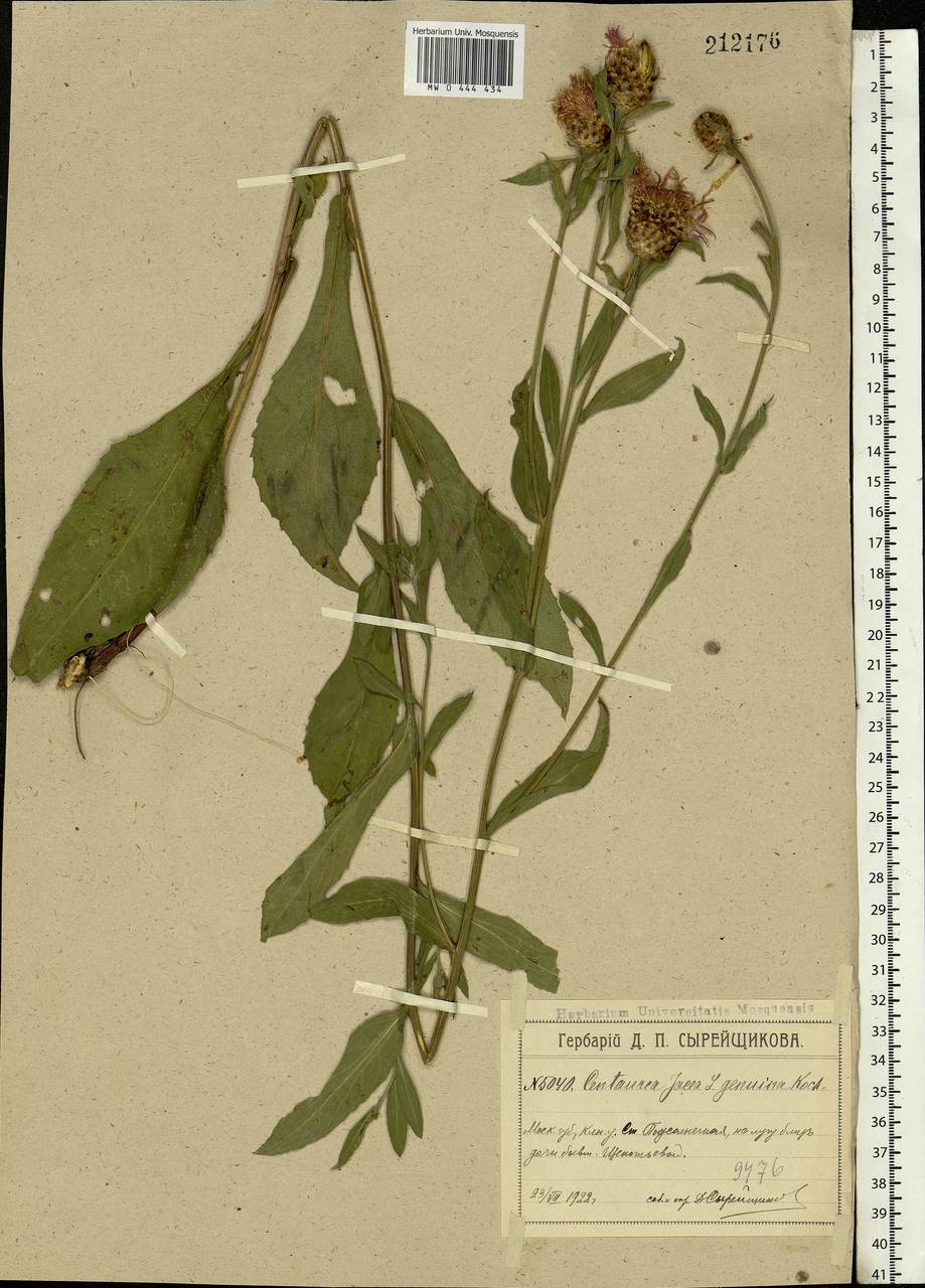 Centaurea jacea L., Eastern Europe, Moscow region (E4a) (Russia)