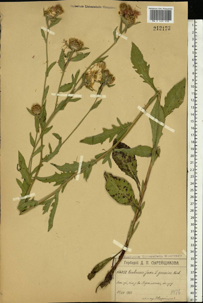 Centaurea jacea L., Eastern Europe, Moscow region (E4a) (Russia)