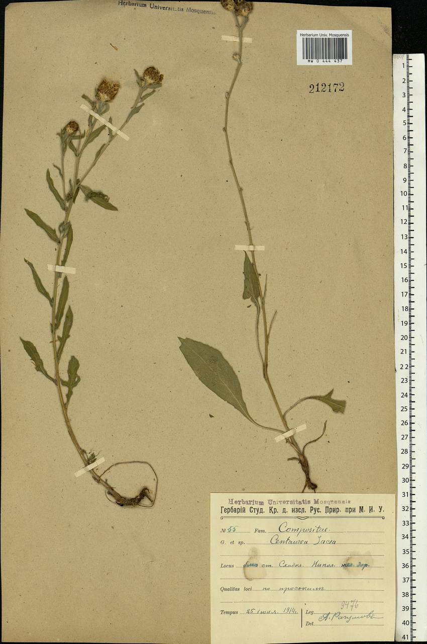 Centaurea jacea L., Eastern Europe, Moscow region (E4a) (Russia)