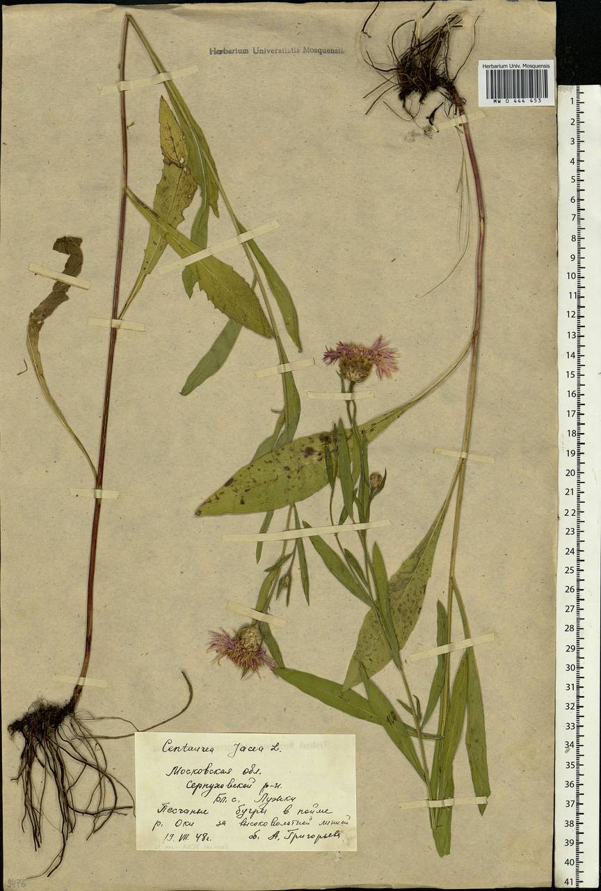 Centaurea jacea L., Eastern Europe, Moscow region (E4a) (Russia)