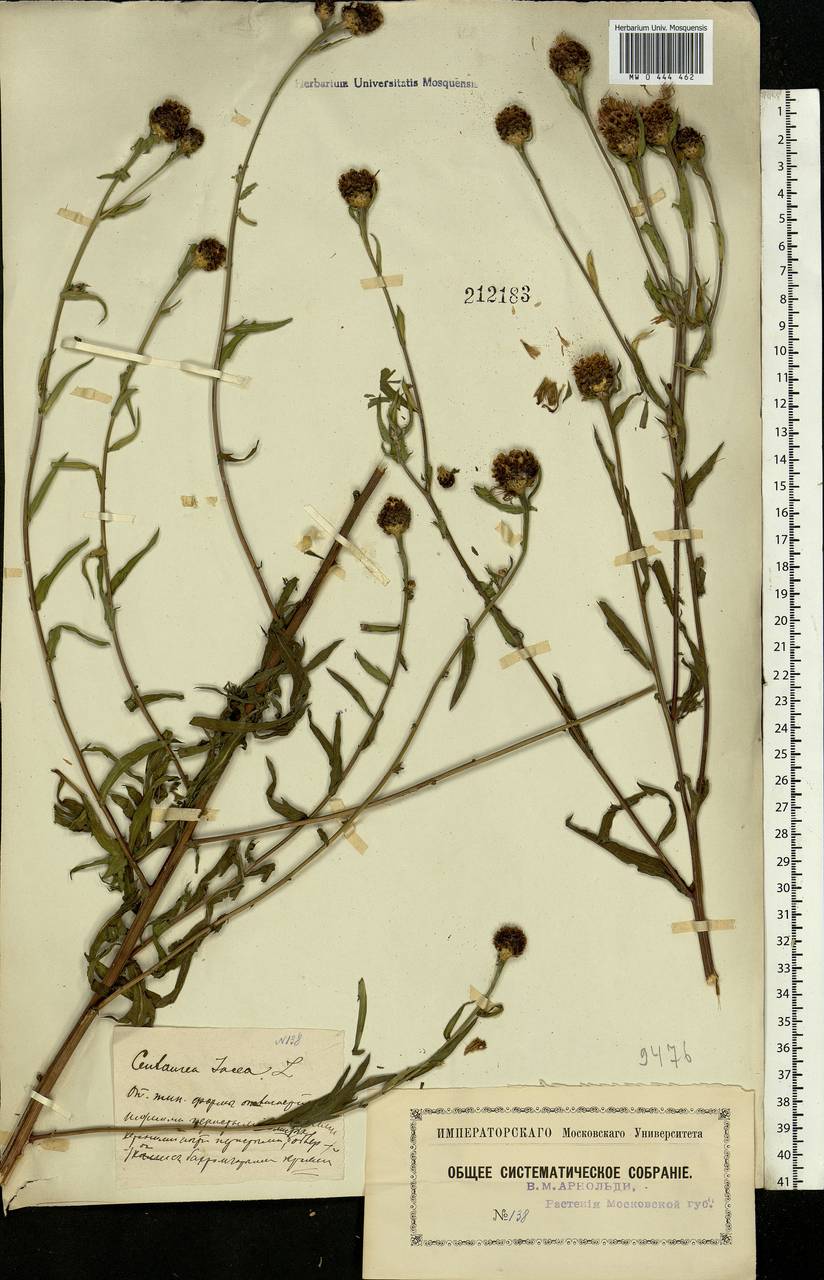 Centaurea jacea L., Eastern Europe, Moscow region (E4a) (Russia)