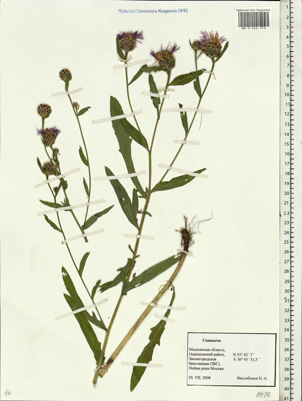 Centaurea jacea L., Eastern Europe, Moscow region (E4a) (Russia)