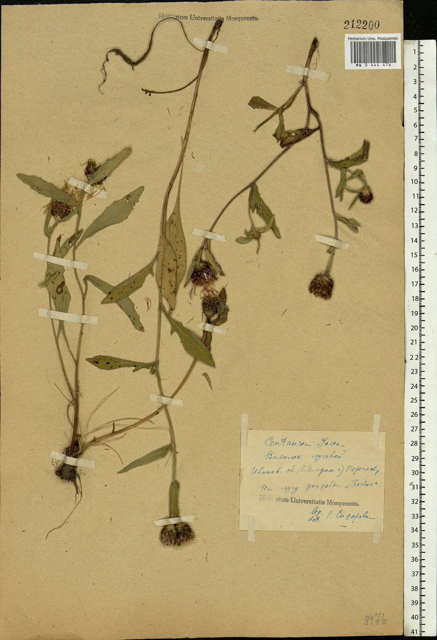 Centaurea jacea L., Eastern Europe, Central forest region (E5) (Russia)