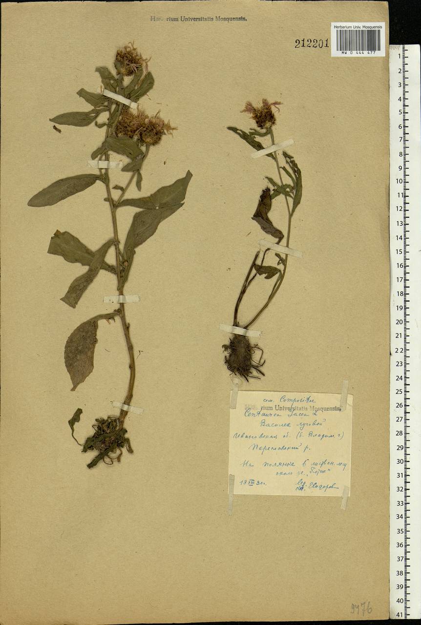 Centaurea jacea L., Eastern Europe, Central forest region (E5) (Russia)