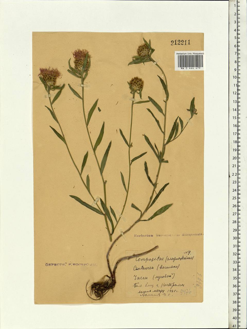 Centaurea jacea L., Eastern Europe, Central forest region (E5) (Russia)