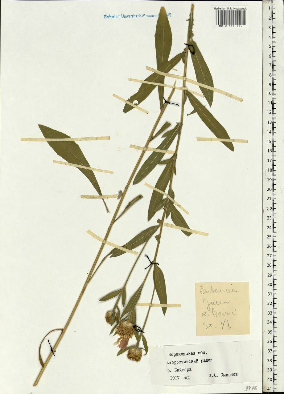 Centaurea jacea L., Eastern Europe, Central forest-and-steppe region (E6) (Russia)