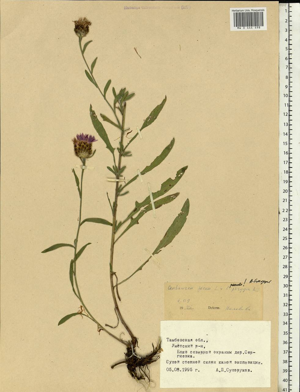 Centaurea jacea L., Eastern Europe, Central forest-and-steppe region (E6) (Russia)