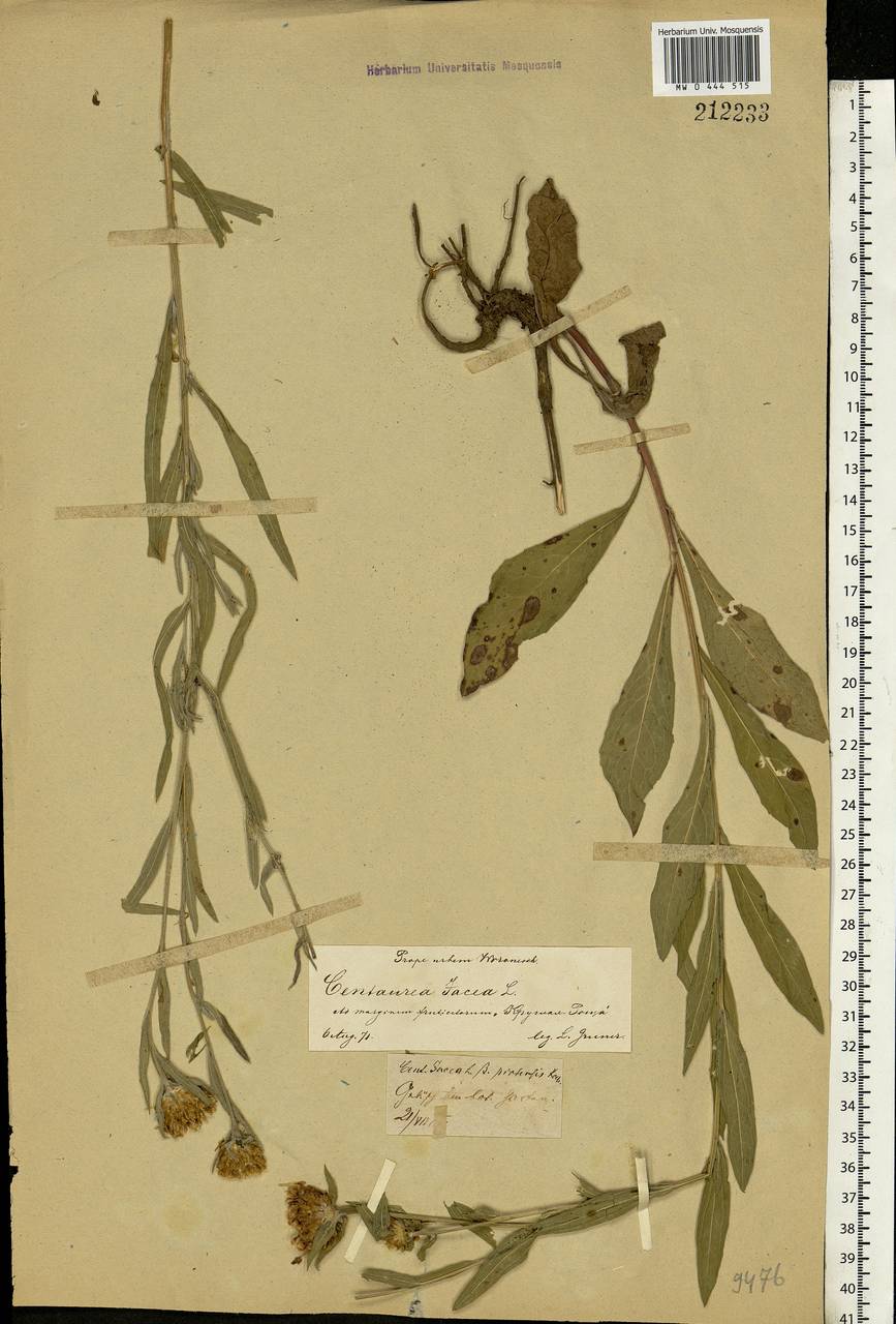 Centaurea jacea L., Eastern Europe, Central forest-and-steppe region (E6) (Russia)