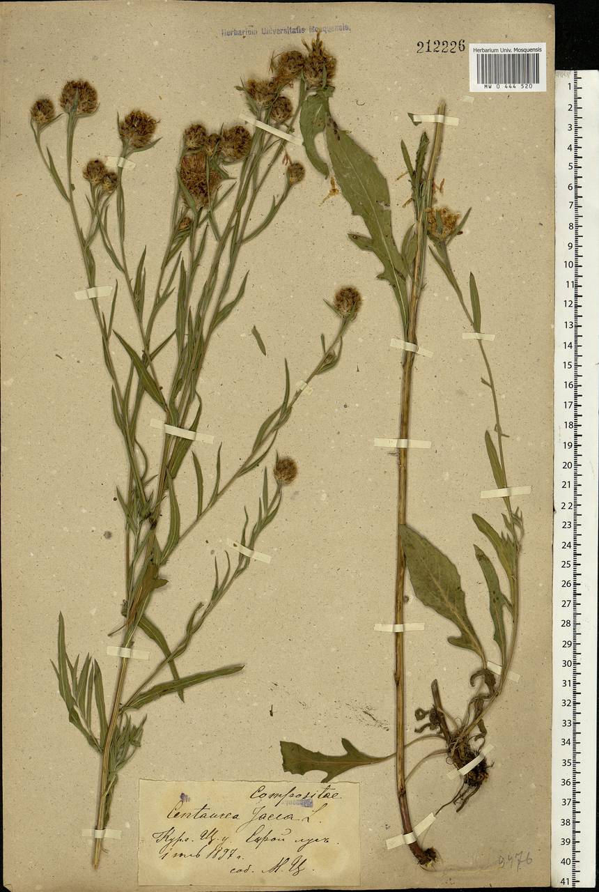 Centaurea jacea L., Eastern Europe, Central forest-and-steppe region (E6) (Russia)