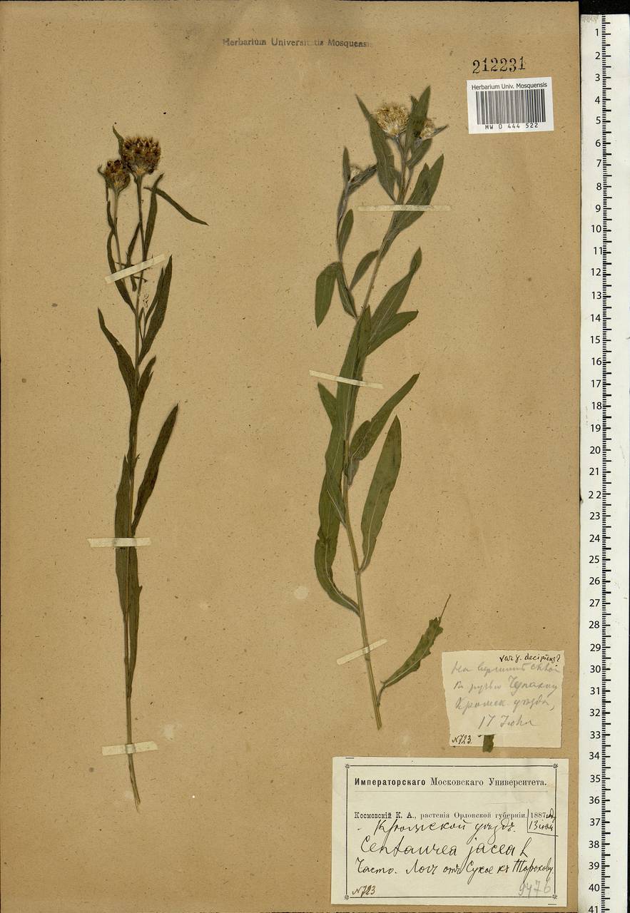 Centaurea jacea L., Eastern Europe, Central forest-and-steppe region (E6) (Russia)