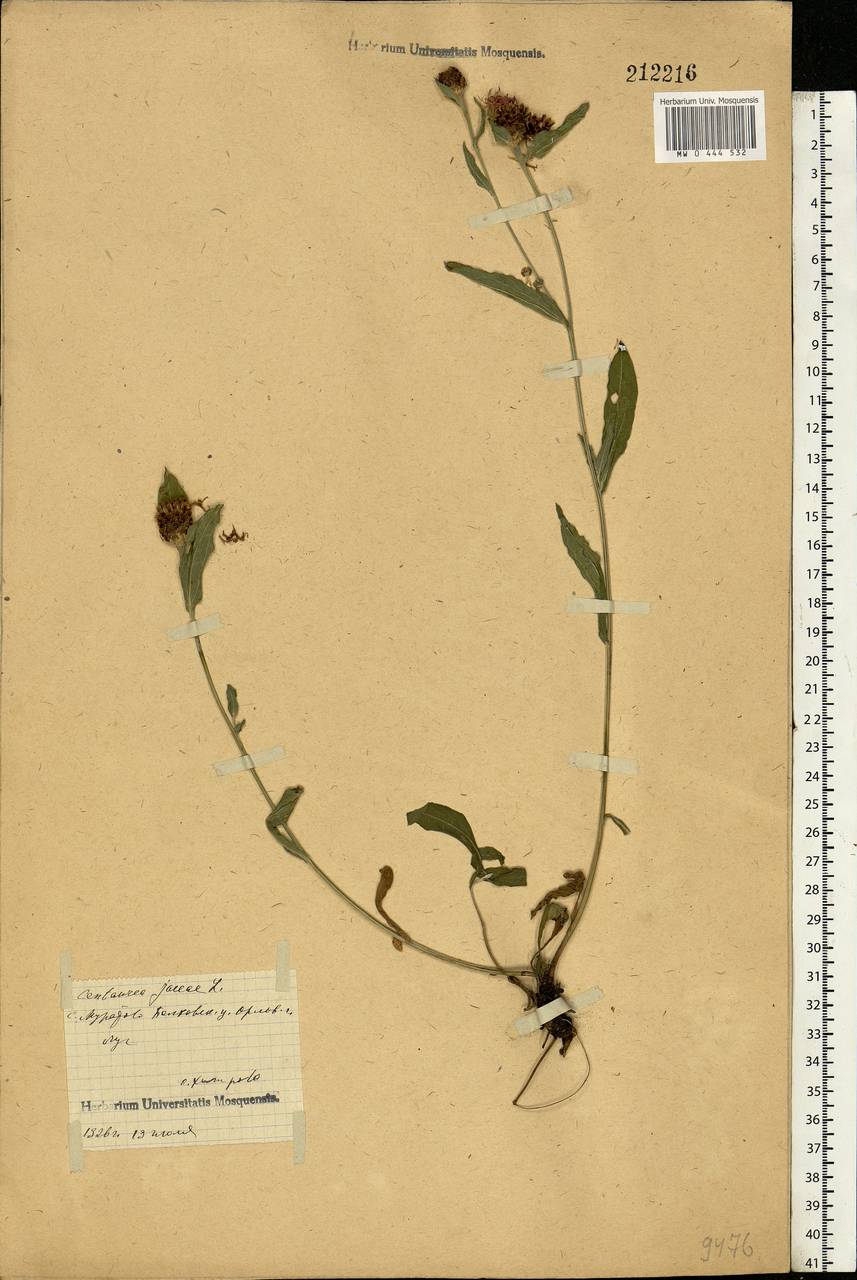 Centaurea jacea L., Eastern Europe, Central forest-and-steppe region (E6) (Russia)