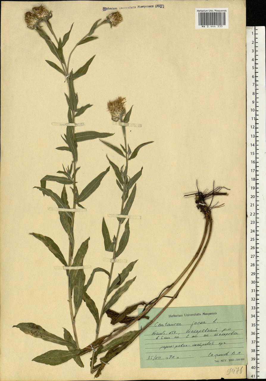 Centaurea jacea L., Eastern Europe, Central forest-and-steppe region (E6) (Russia)