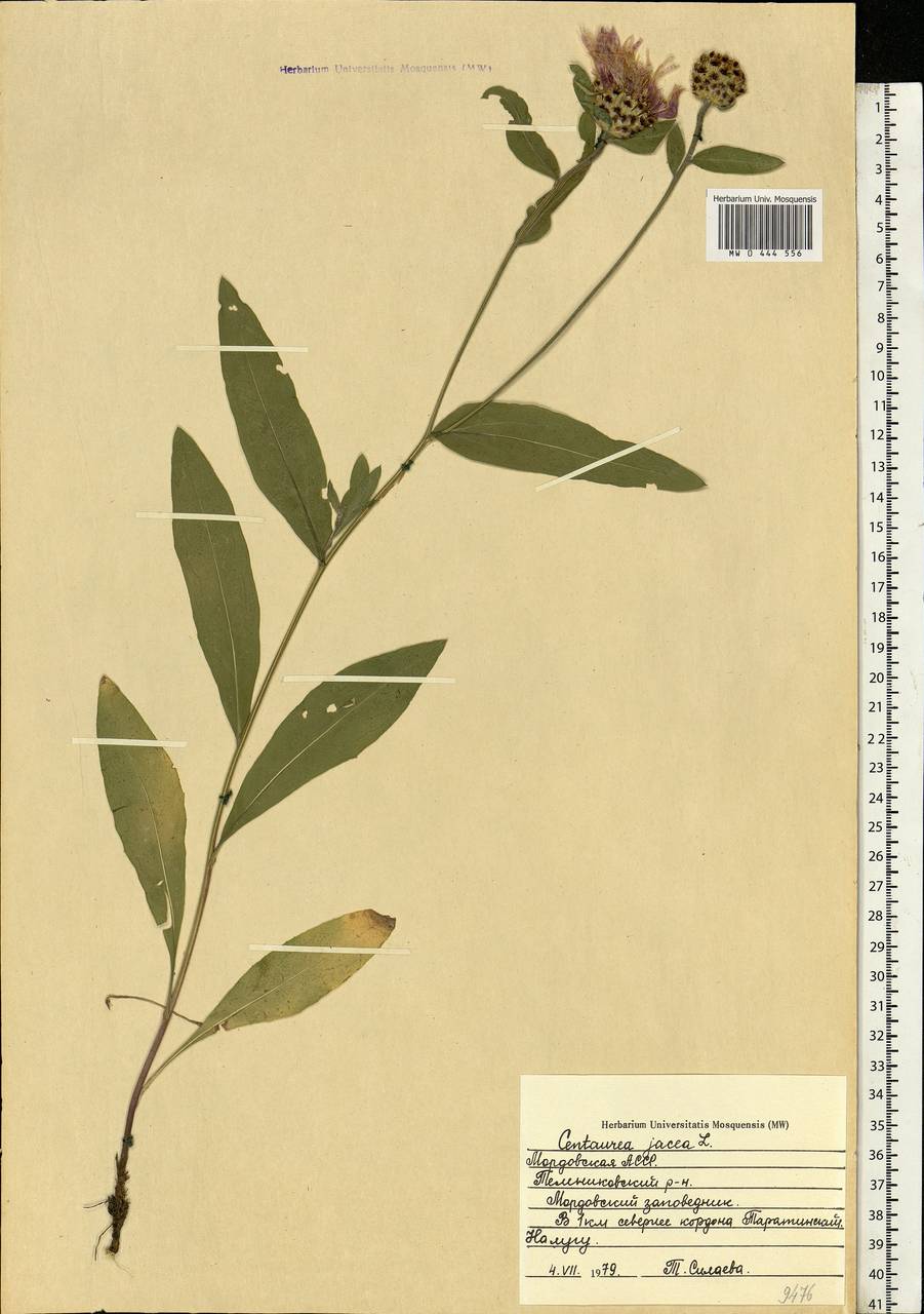 Centaurea jacea L., Eastern Europe, Middle Volga region (E8) (Russia)