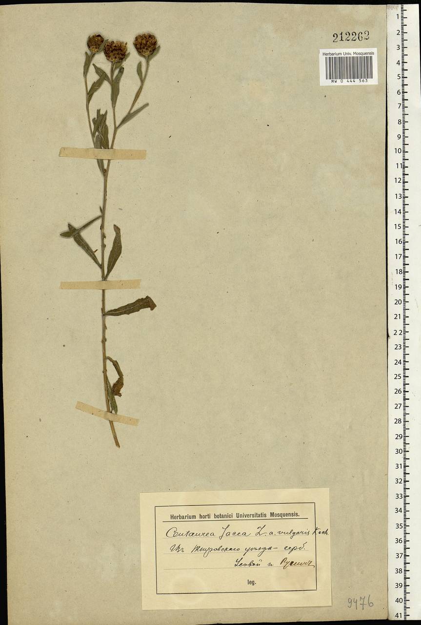 Centaurea jacea L., Eastern Europe, Middle Volga region (E8) (Russia)