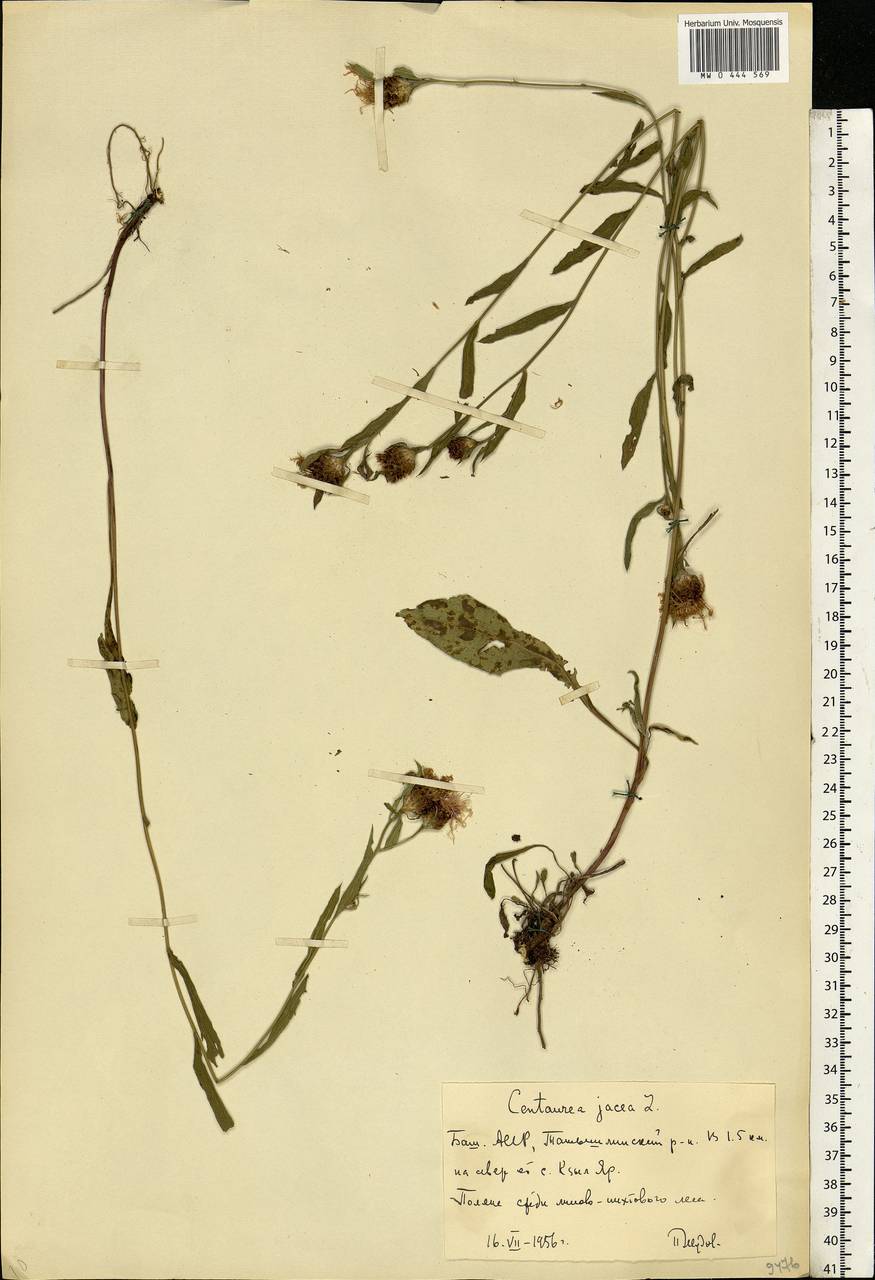 Centaurea jacea L., Eastern Europe, Eastern region (E10) (Russia)