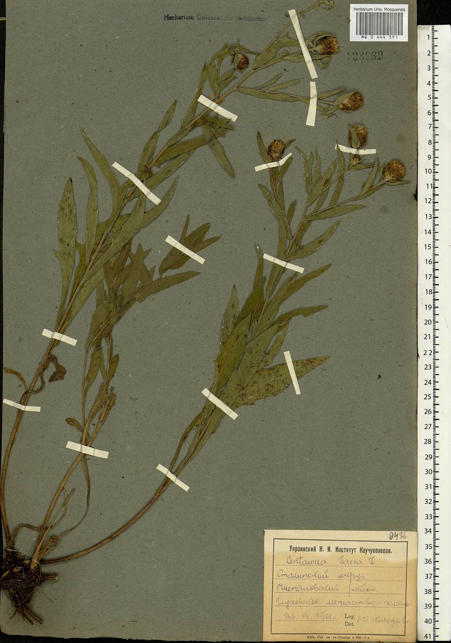 Centaurea jacea L., Eastern Europe, South Ukrainian region (E12) (Ukraine)