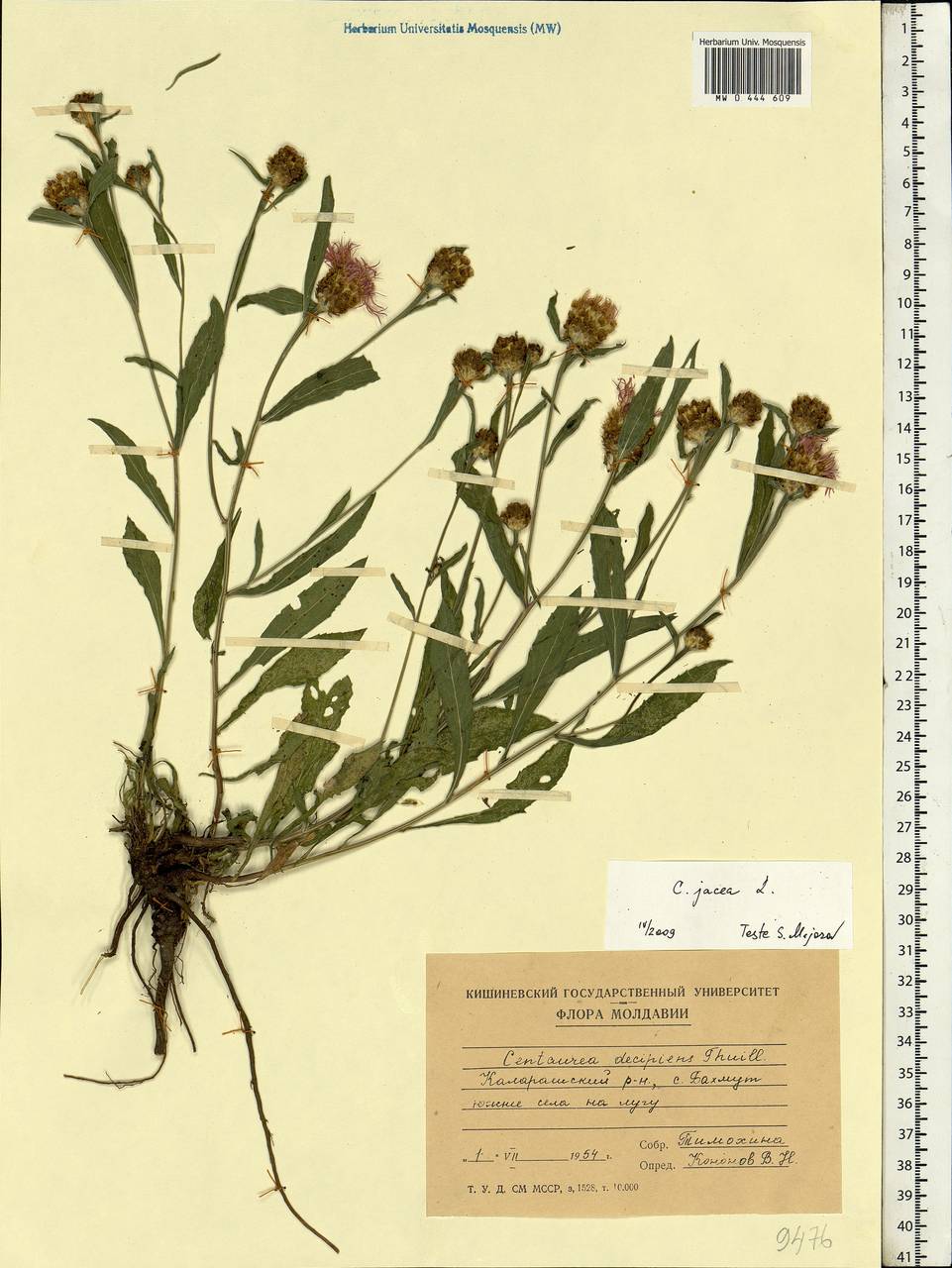 Centaurea jacea L., Eastern Europe, Moldova (E13a) (Moldova)