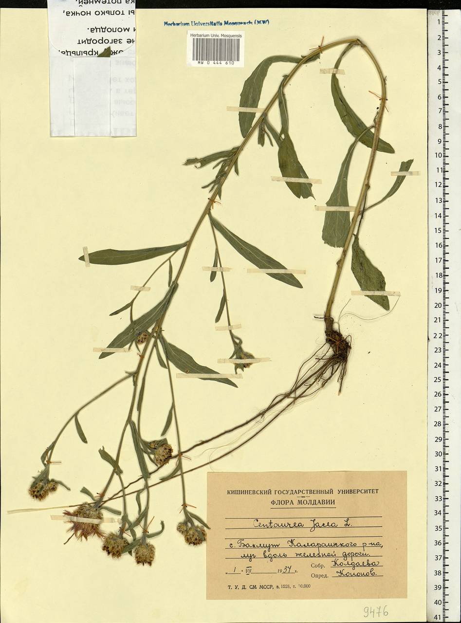 Centaurea jacea L., Eastern Europe, Moldova (E13a) (Moldova)