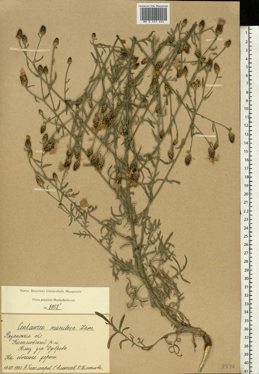 Centaurea stoebe subsp. stoebe, Eastern Europe, Central region (E4) (Russia)