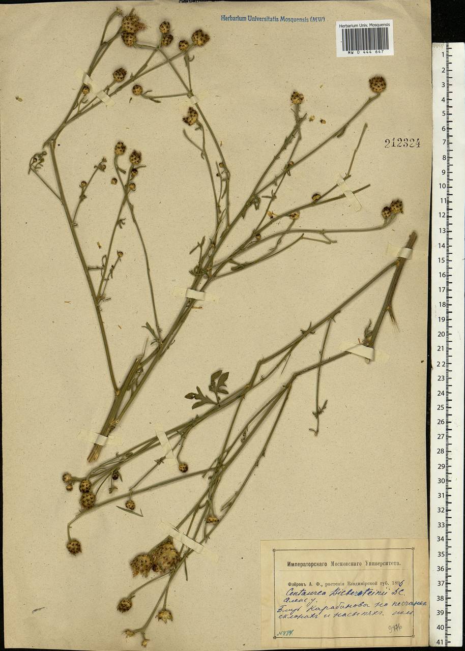 Centaurea stoebe subsp. stoebe, Eastern Europe, Central region (E4) (Russia)