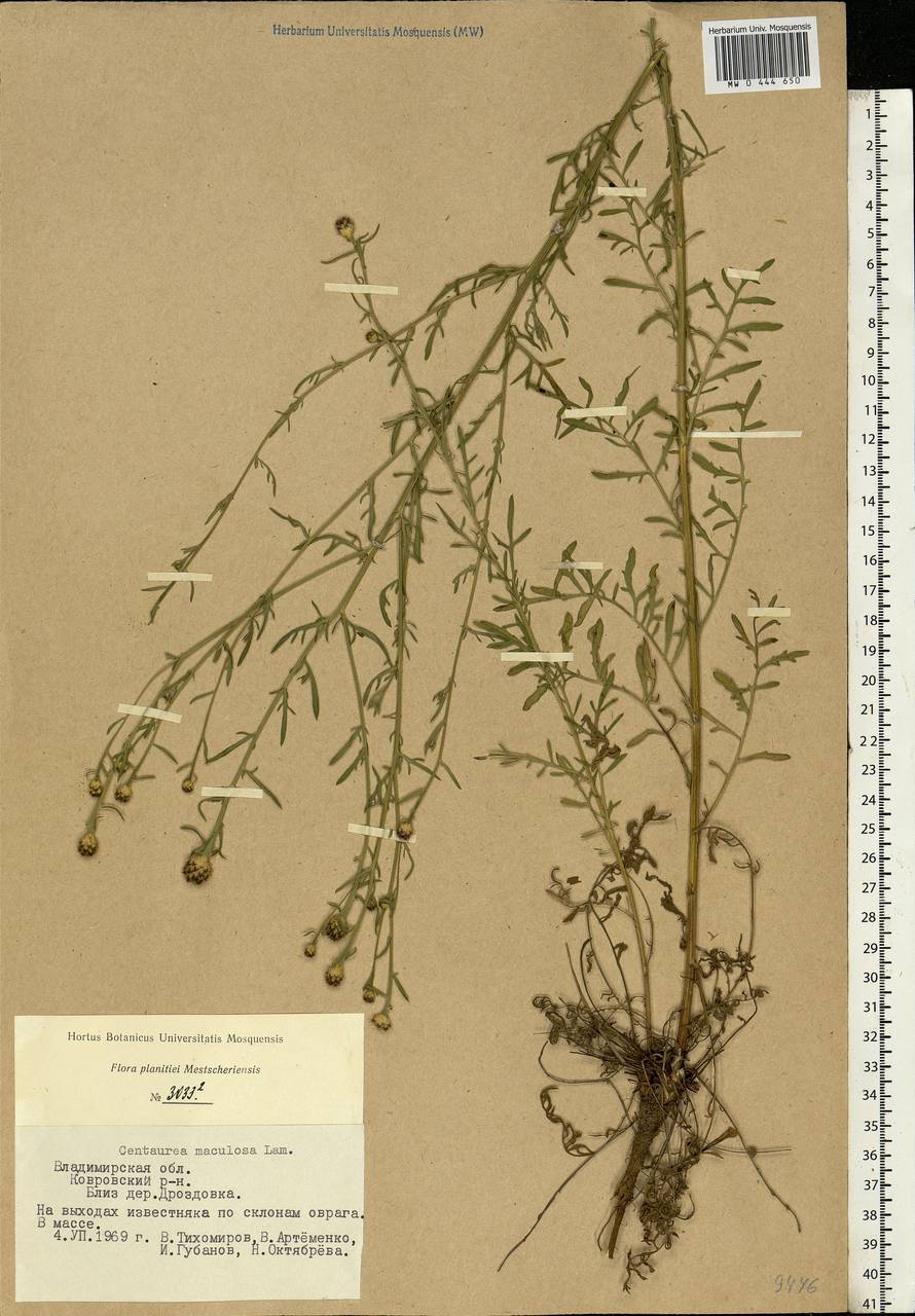 Centaurea stoebe subsp. stoebe, Eastern Europe, Central region (E4) (Russia)