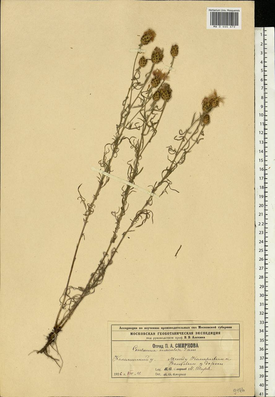 Centaurea stoebe subsp. stoebe, Eastern Europe, Moscow region (E4a) (Russia)