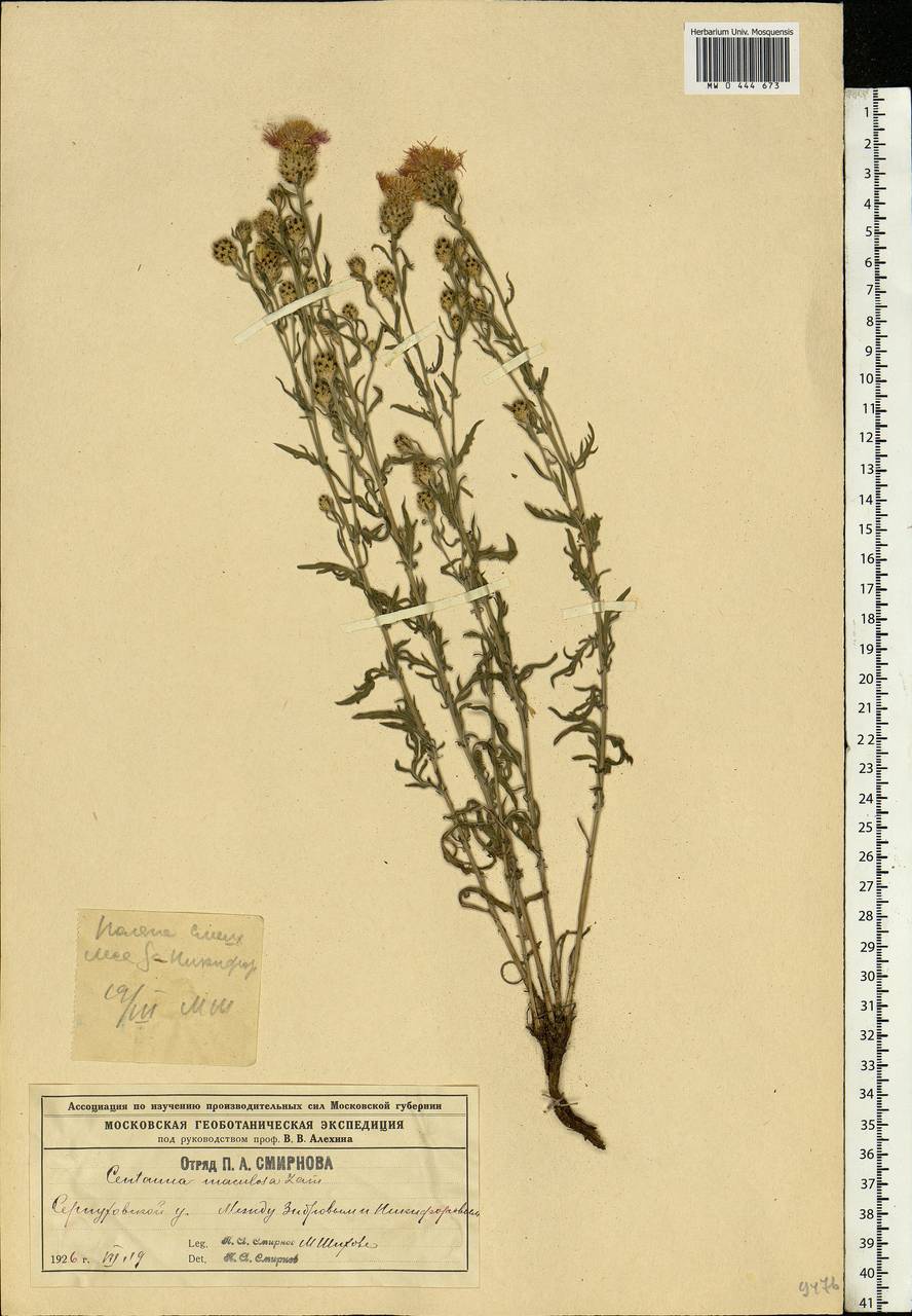 Centaurea stoebe subsp. stoebe, Eastern Europe, Moscow region (E4a) (Russia)