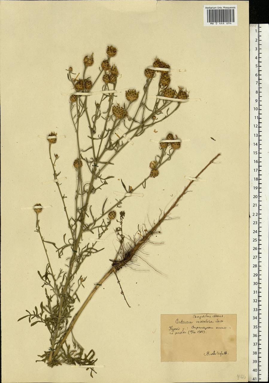 Centaurea stoebe subsp. stoebe, Eastern Europe, Central forest-and-steppe region (E6) (Russia)