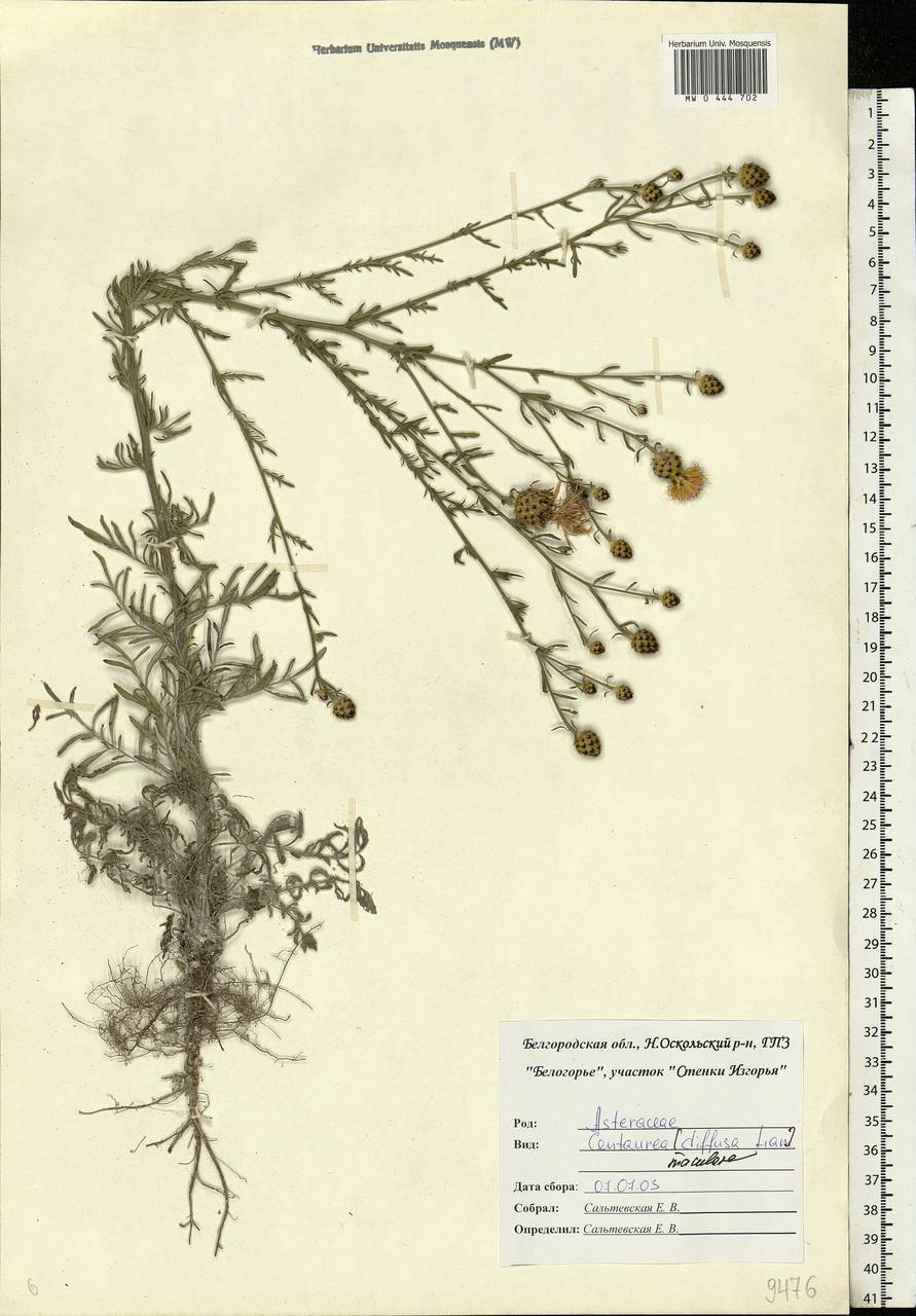 Centaurea stoebe subsp. stoebe, Eastern Europe, Central forest-and-steppe region (E6) (Russia)