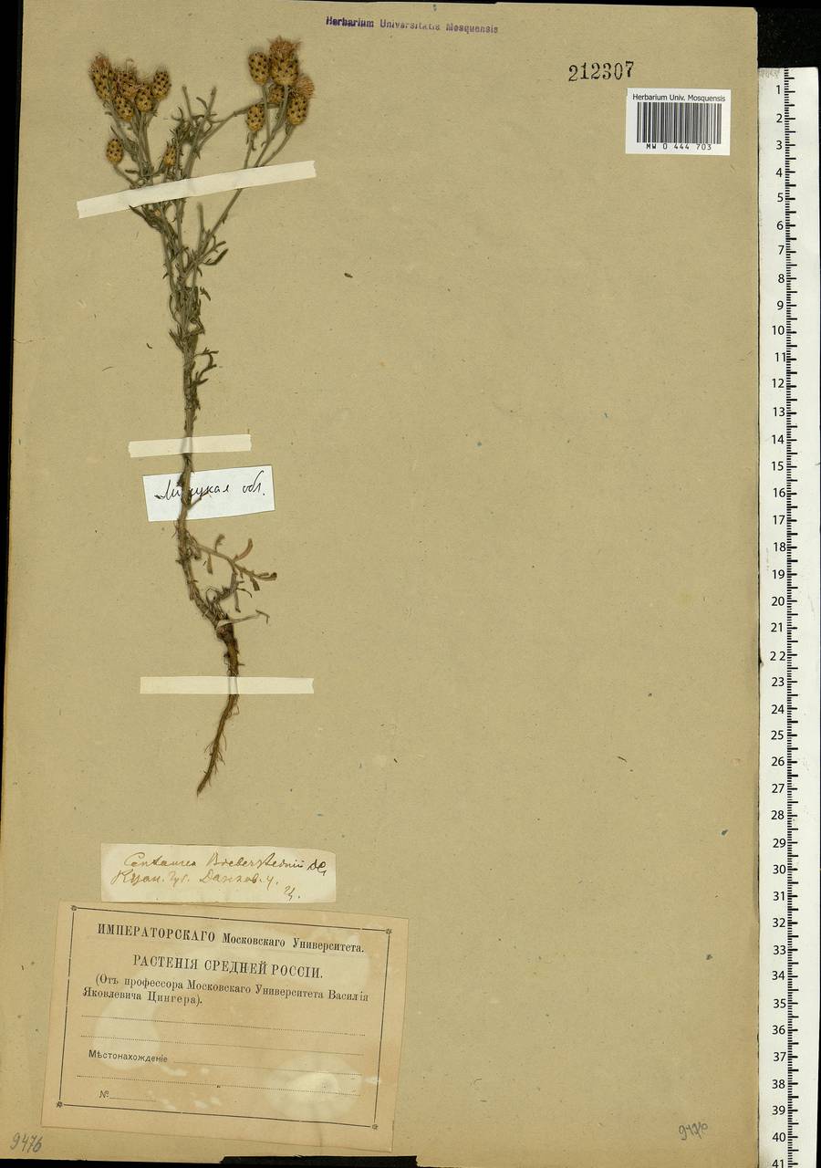 Centaurea stoebe subsp. stoebe, Eastern Europe, Central forest-and-steppe region (E6) (Russia)