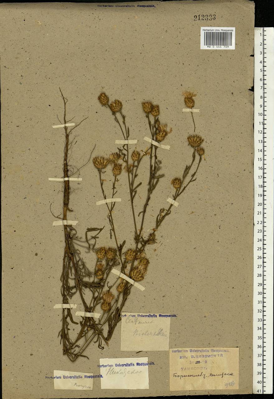 Centaurea stoebe subsp. stoebe, Eastern Europe, Central forest-and-steppe region (E6) (Russia)