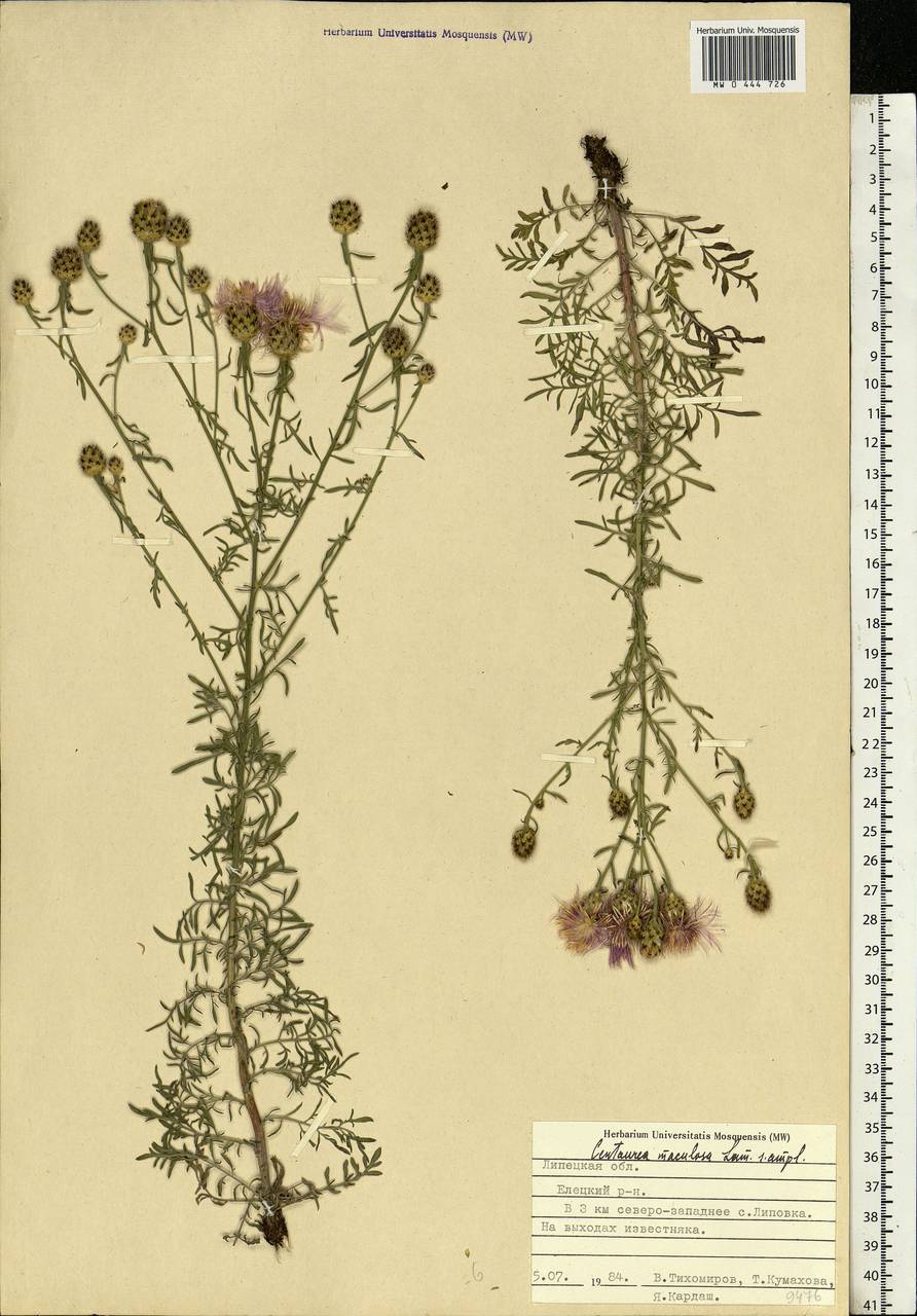 Centaurea stoebe subsp. stoebe, Eastern Europe, Central forest-and-steppe region (E6) (Russia)