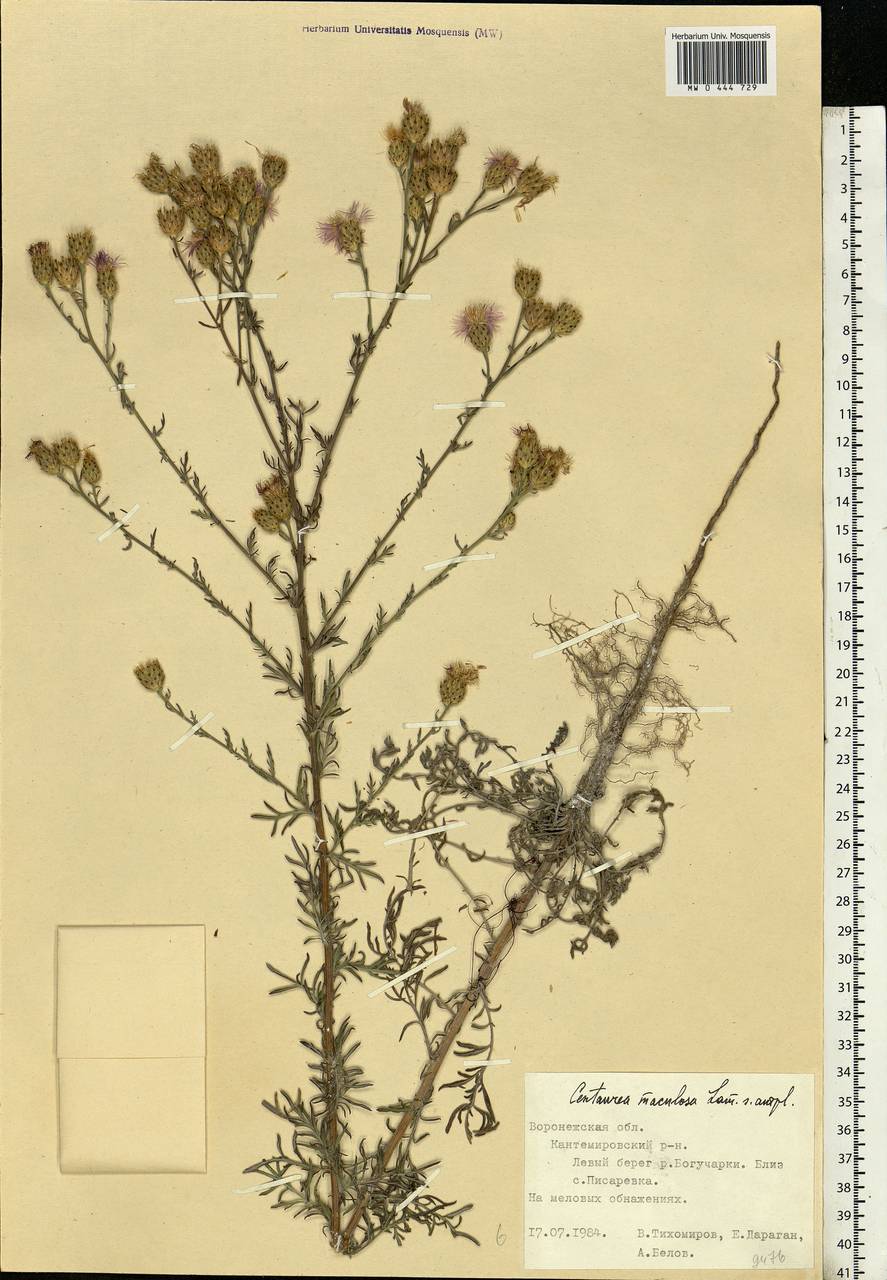 Centaurea stoebe subsp. stoebe, Eastern Europe, Central forest-and-steppe region (E6) (Russia)