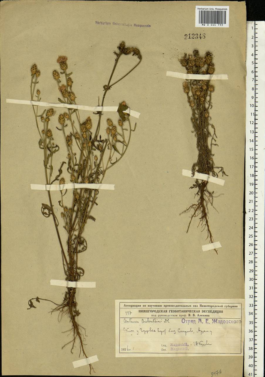 Centaurea stoebe subsp. stoebe, Eastern Europe, Volga-Kama region (E7) (Russia)