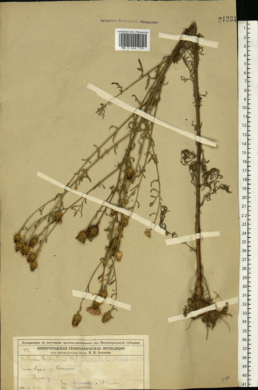 Centaurea stoebe subsp. stoebe, Eastern Europe, Volga-Kama region (E7) (Russia)